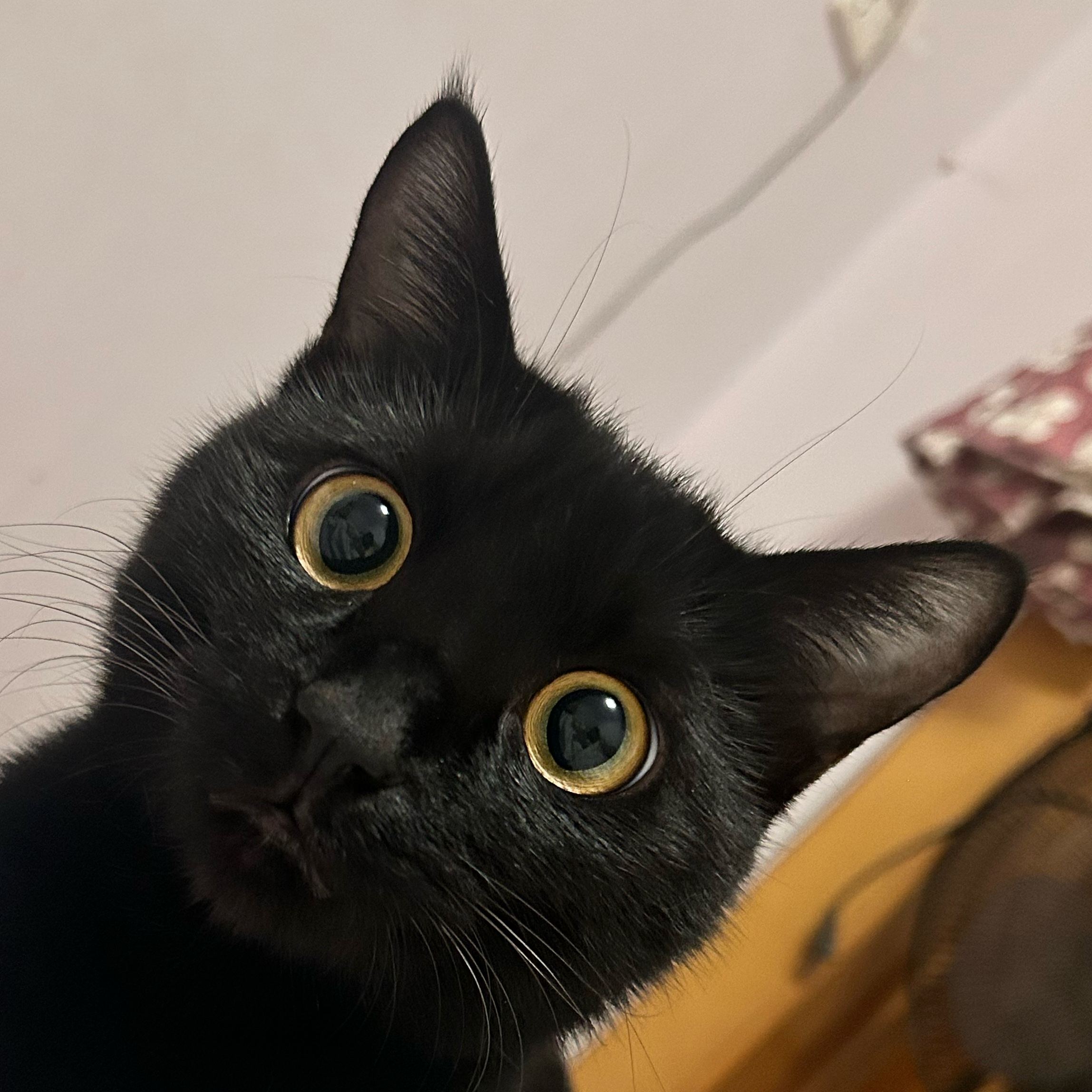 u客直谈实名认证许女士