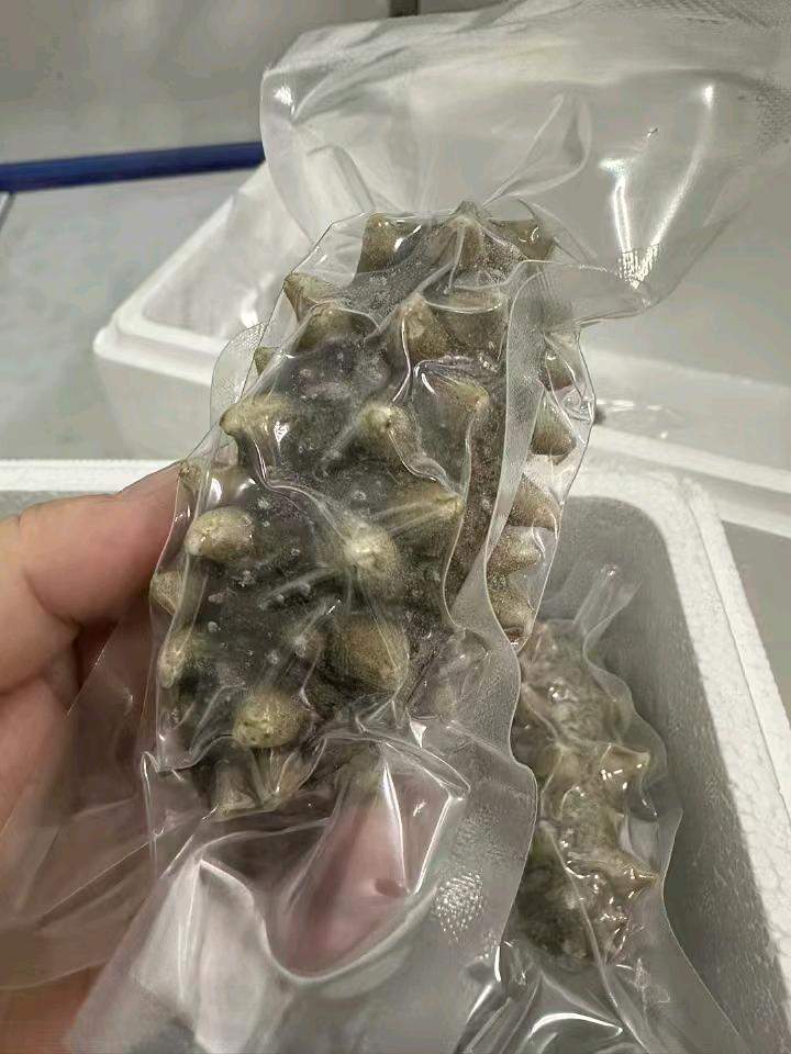 朱祥锁品牌货源寻找代理合作：大连长海县海参一件代发，零成本启动，资质齐全