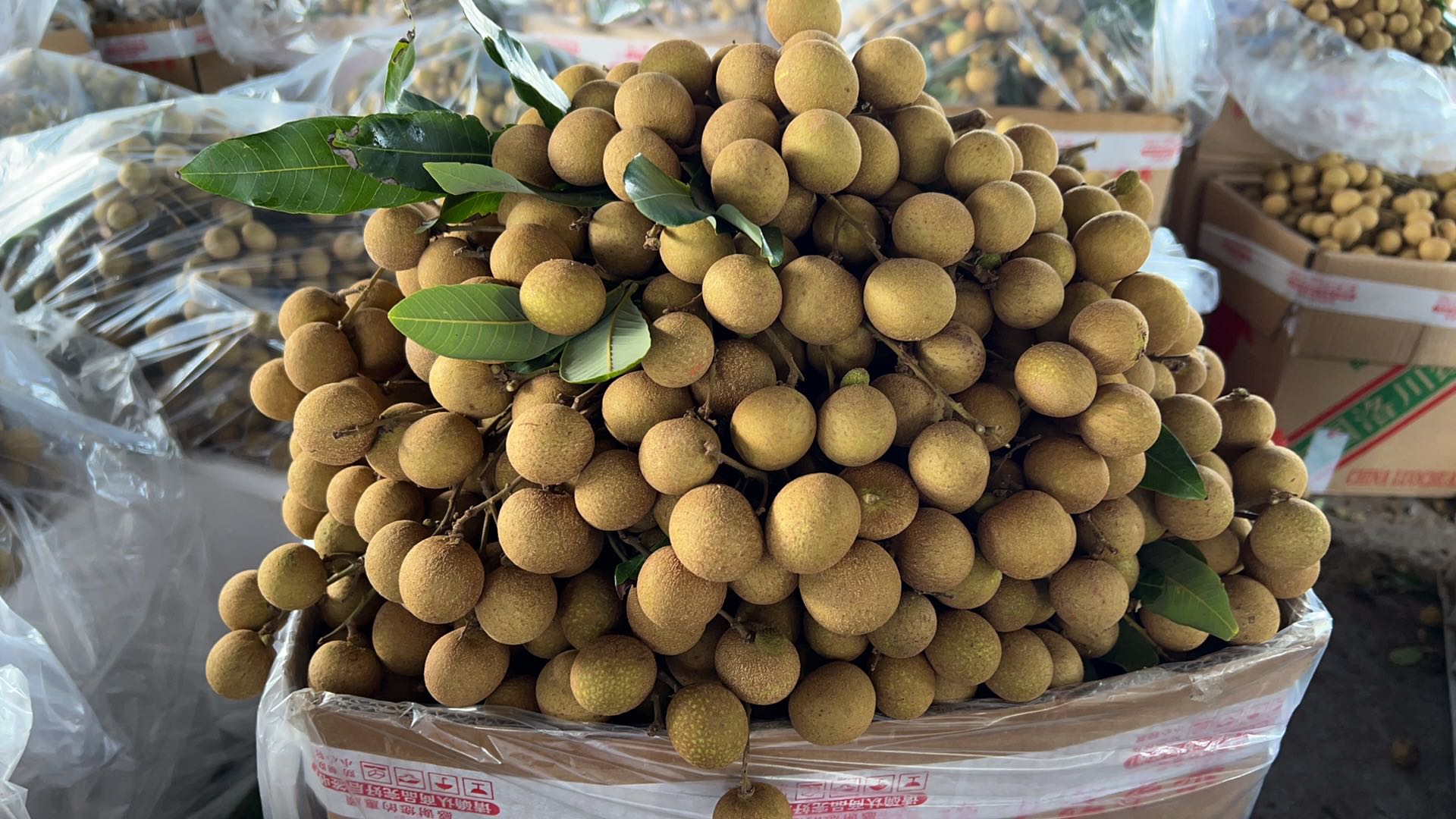 钟庆达品牌货源