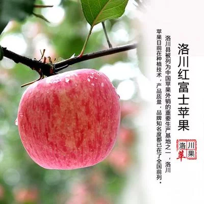 左婷婷品牌货源我提供货源（陕西洛川红富士苹果），你提供销货渠道