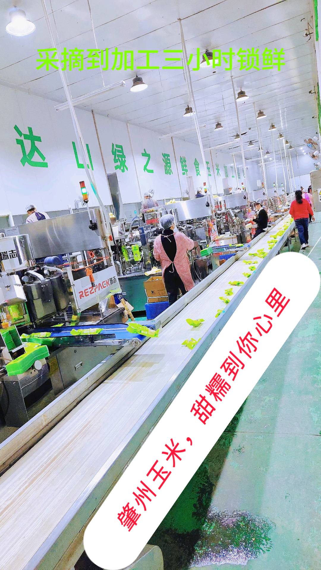 金佩昌肇州县立擎合作社甜糯玉米货源找团长合作