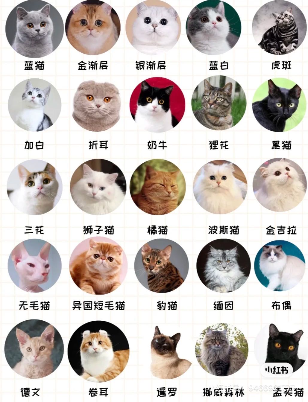 钟先生品牌货源提供宠物猫一手货源价格优惠 全国可发 批发零售都可