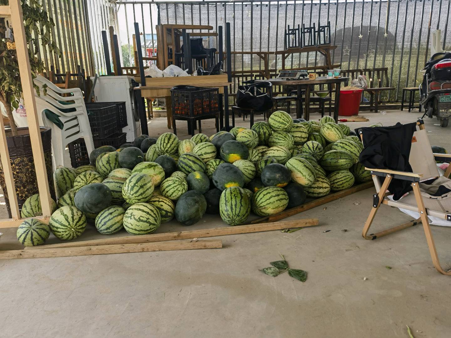 温玉杰品牌货源生态农场蔬菜寻找销路