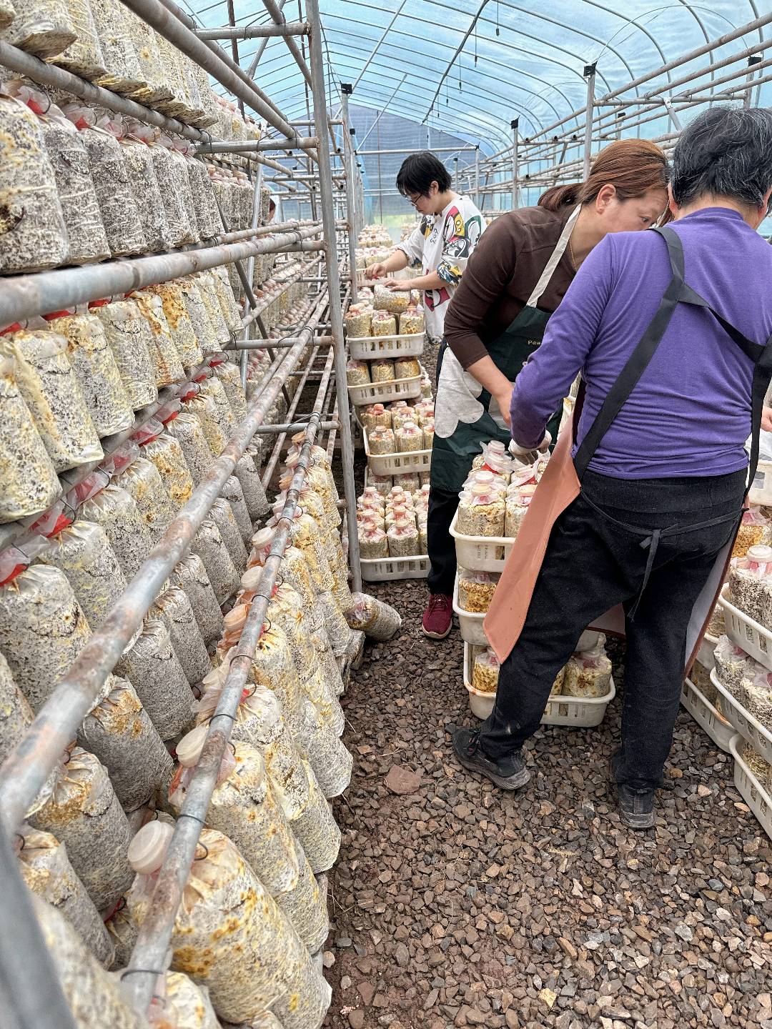 张女士桑黄室内人工规模化种植技术合作与产销一体化，桑黄菌包源头生产工厂。