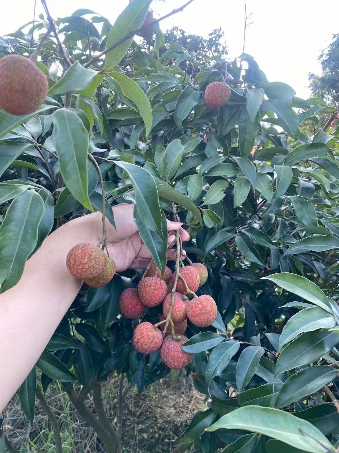 黄先生荔枝一件代发