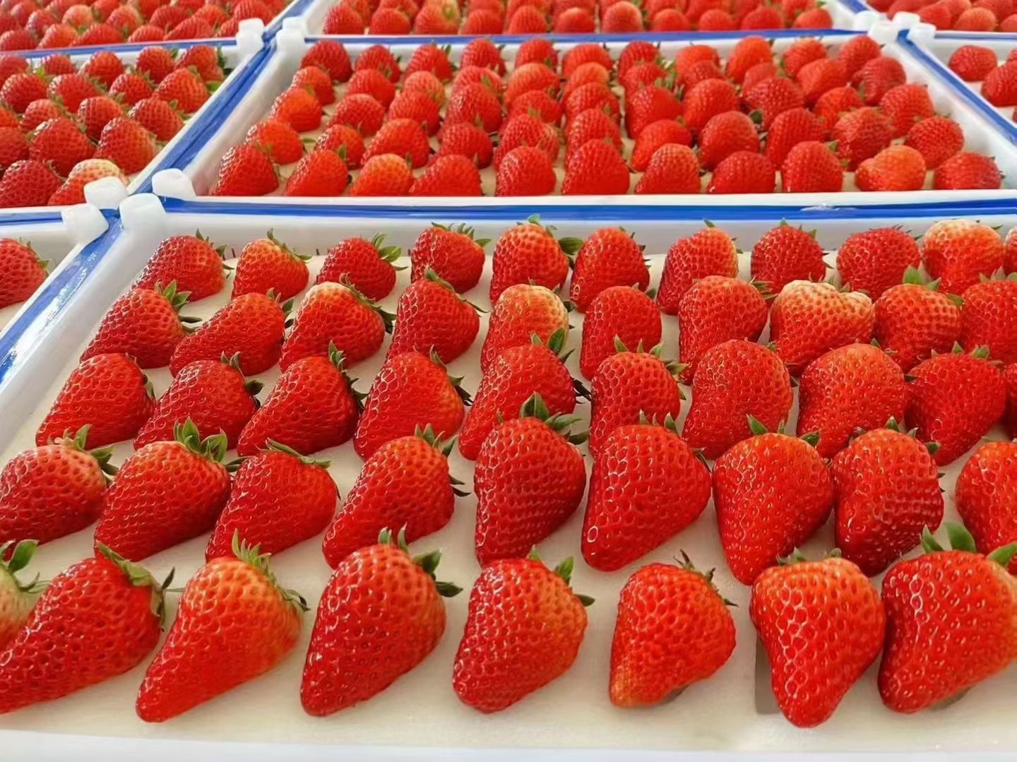 米吉勇丹东九九草莓产地一件代发