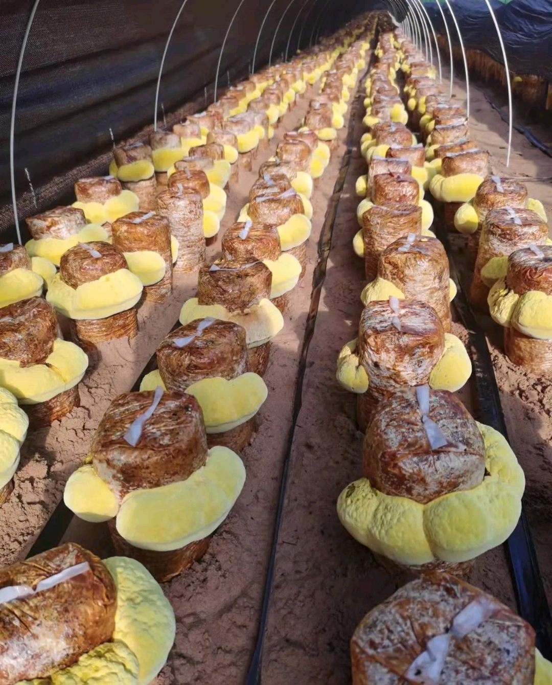 张先生寻找桑黄种植合作，提供技术培训与产销一体化支持