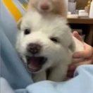 陶先生
