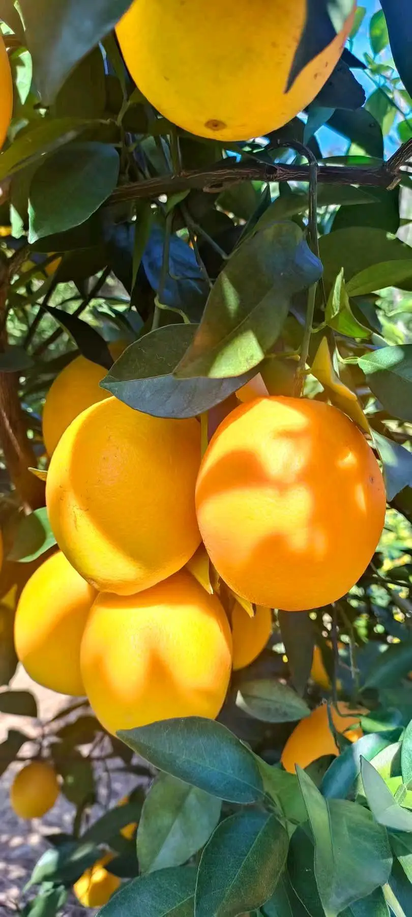 上先生品牌货源正宗赣南脐橙,产地直发,全国招募代理,零门槛,一件代发